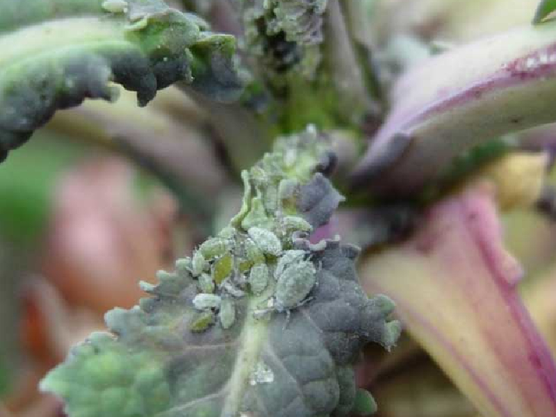 Kupusna lisna vaš (Brevicoryne brassicae) - Slika 2