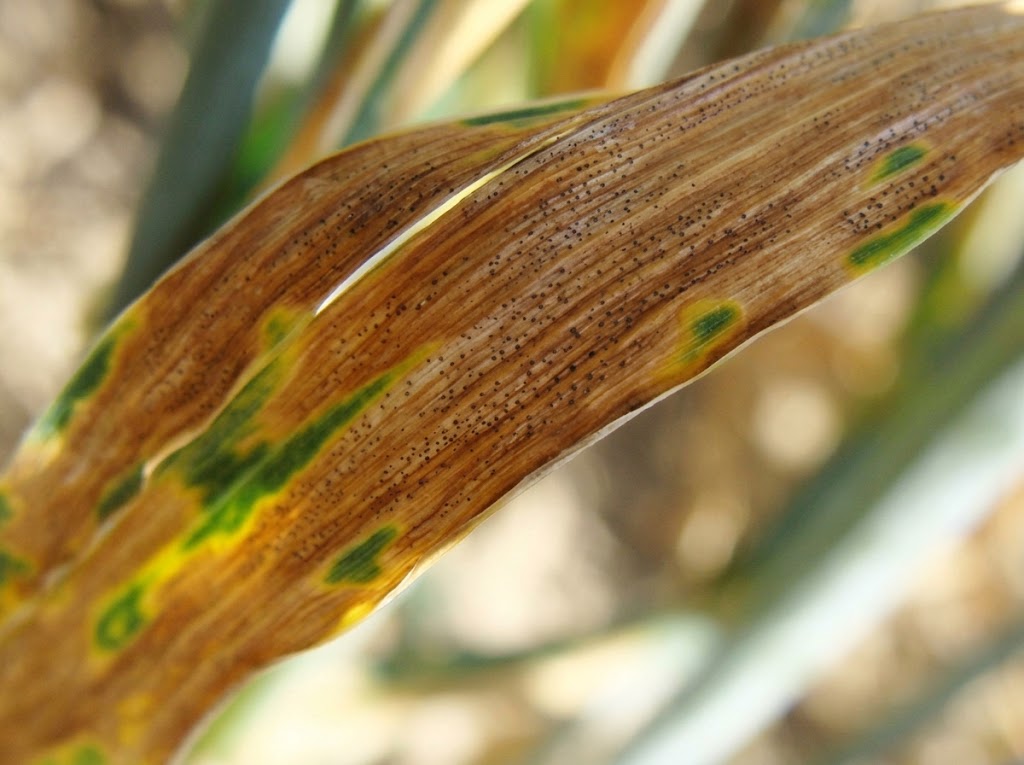 Siva pegavost lista pšenice – Septoria tritici (Zymoseptoria tritici) - Slika 1