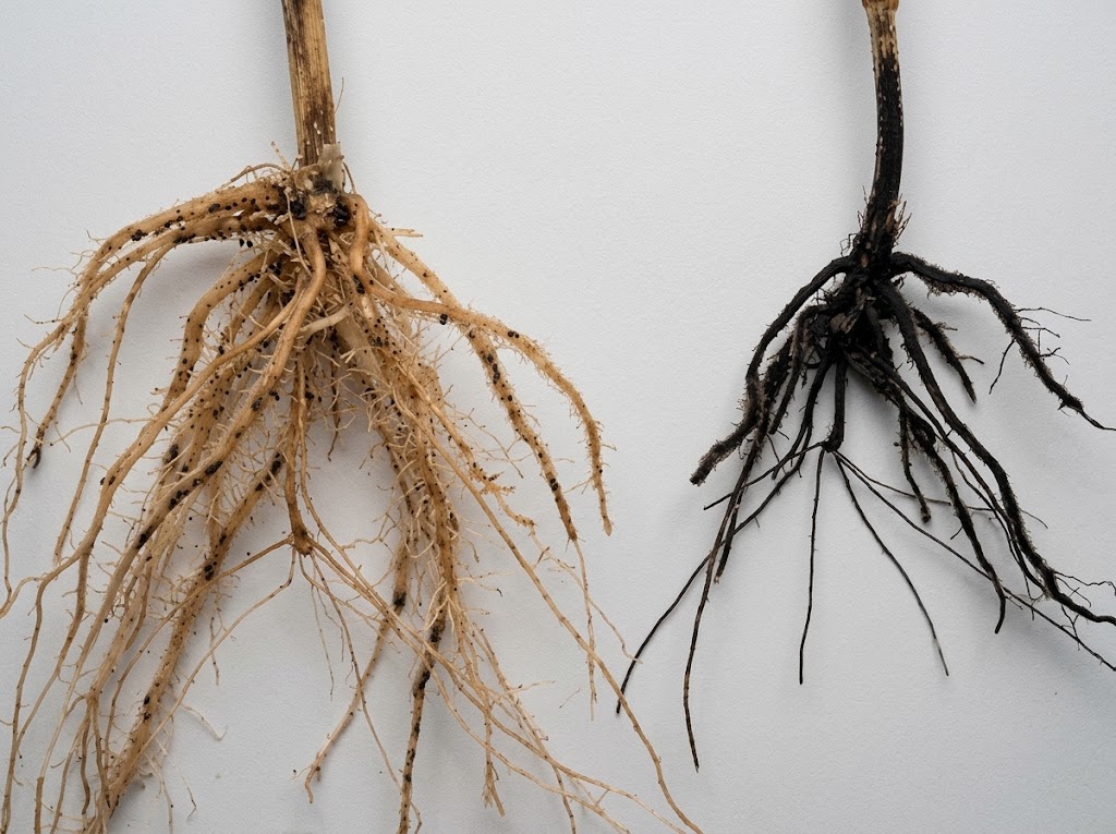 Crna trulež korena i prizemnog dela stabla strnih žita – Gaeumannomyces graminis - Slika 2