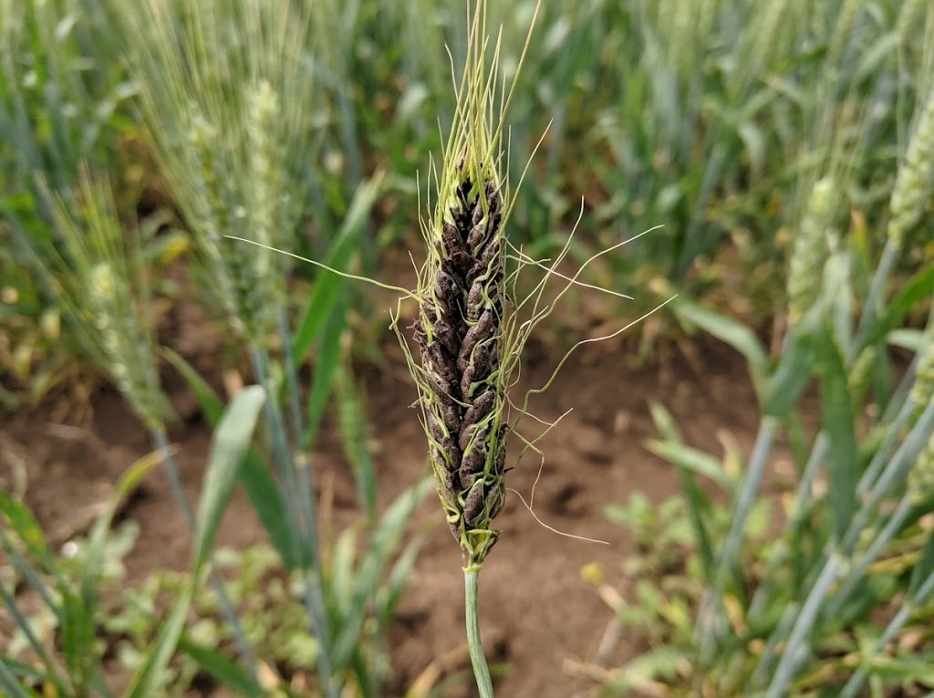 Gar pšenice – Ustilago tritici - Slika 2