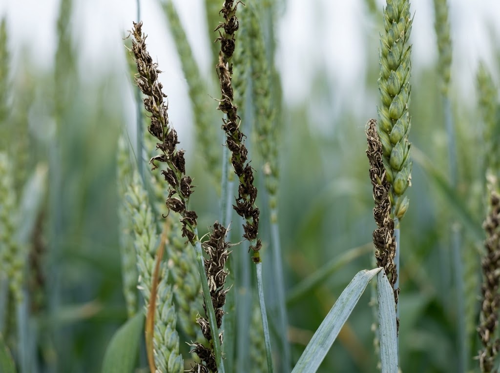 Gar pšenice – Ustilago tritici - Slika 1