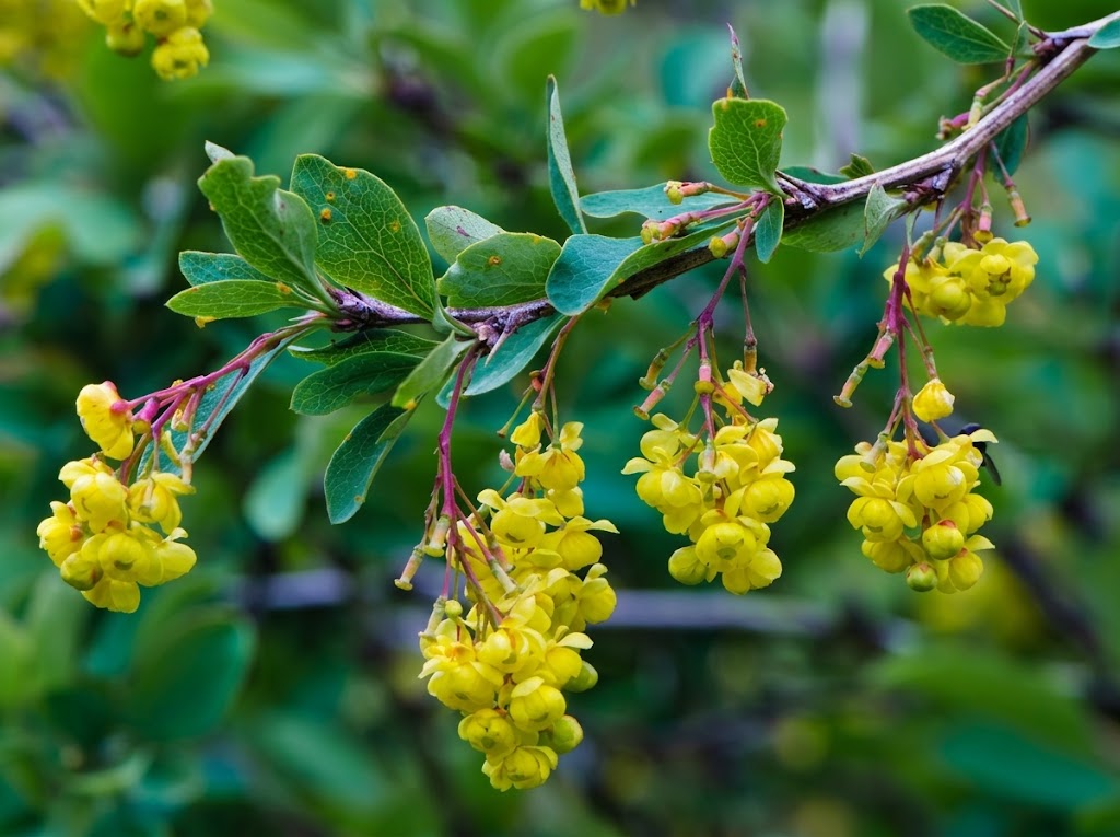 Crna stabljična rđa strnih žita – Puccinia graminis - Slika 3