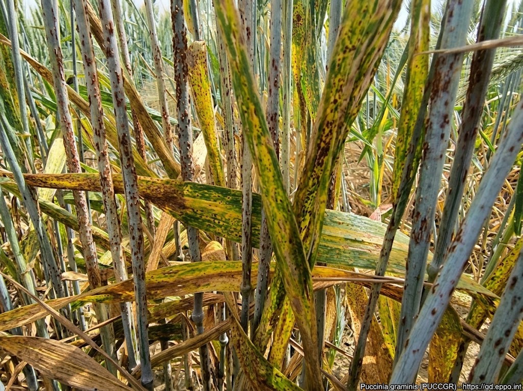 Crna stabljična rđa strnih žita – Puccinia graminis - Slika 2