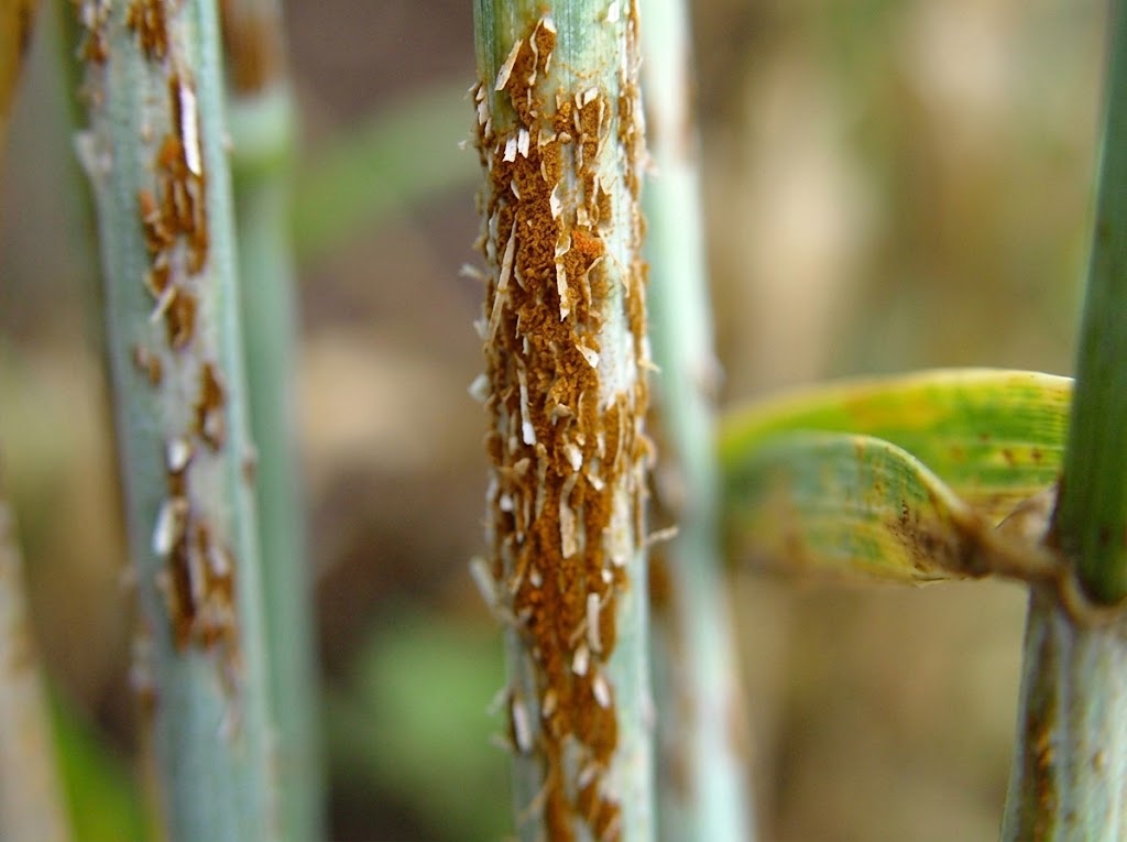 Crna stabljična rđa strnih žita – Puccinia graminis - Slika 1