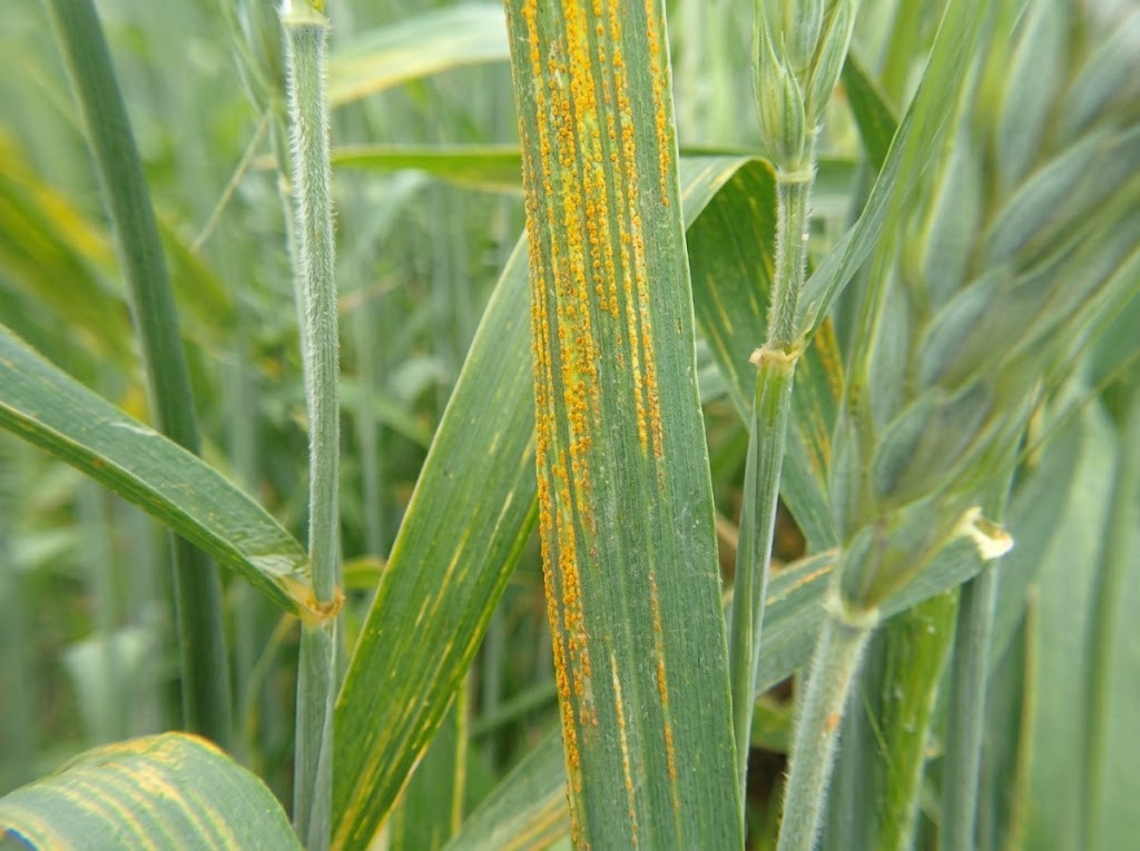 Zuta crticasta rdja psenice - Pucciniastriiformis - Slika 1