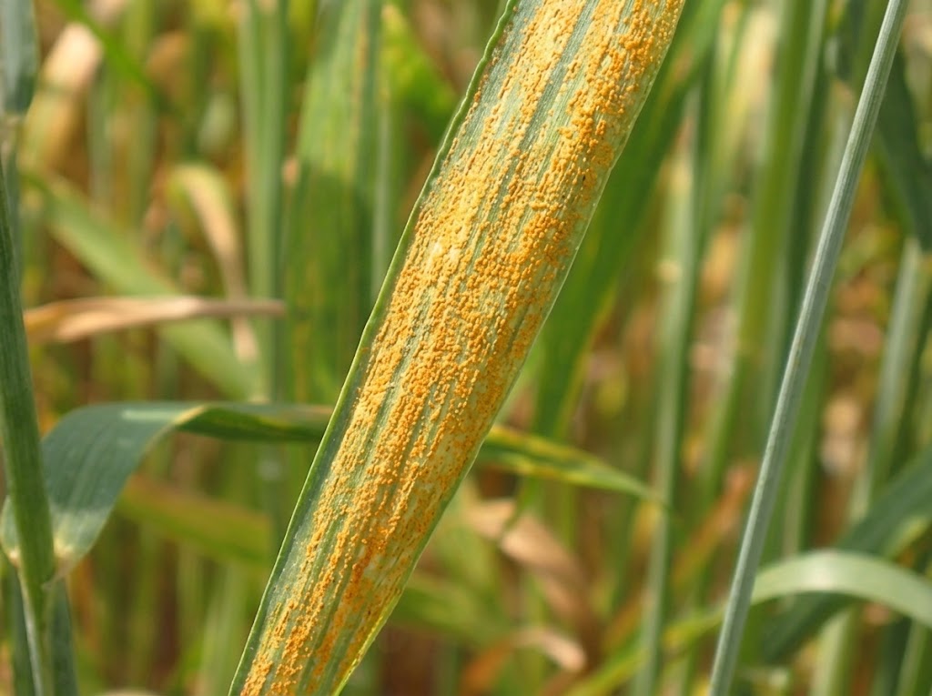 Zuta crticasta rdja psenice - Pucciniastriiformis - Slika 2
