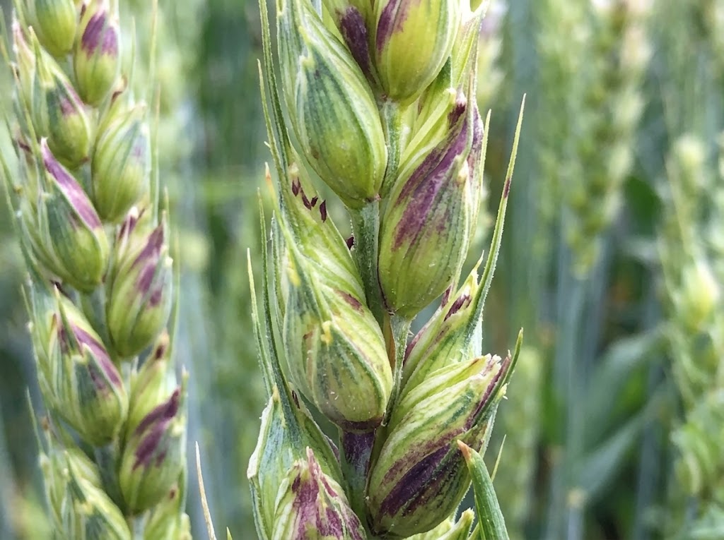 Siva pegavost klasa i lista psenice - Septoria nodorim - Slika 1