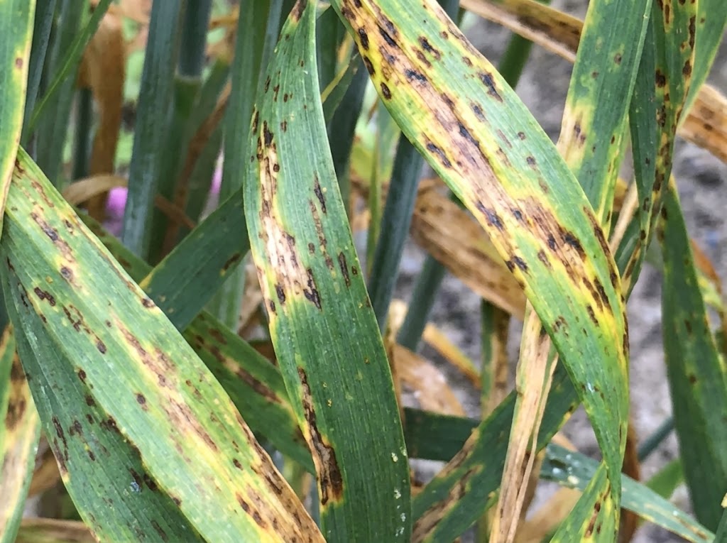 Siva pegavost klasa i lista psenice - Septoria nodorim - Slika 2