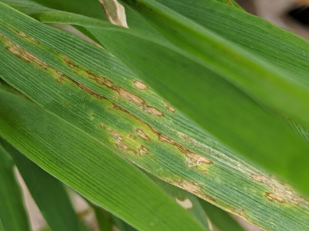 Bakteriozna pegavost psenice - Pseudomonas syringae - Slika 1