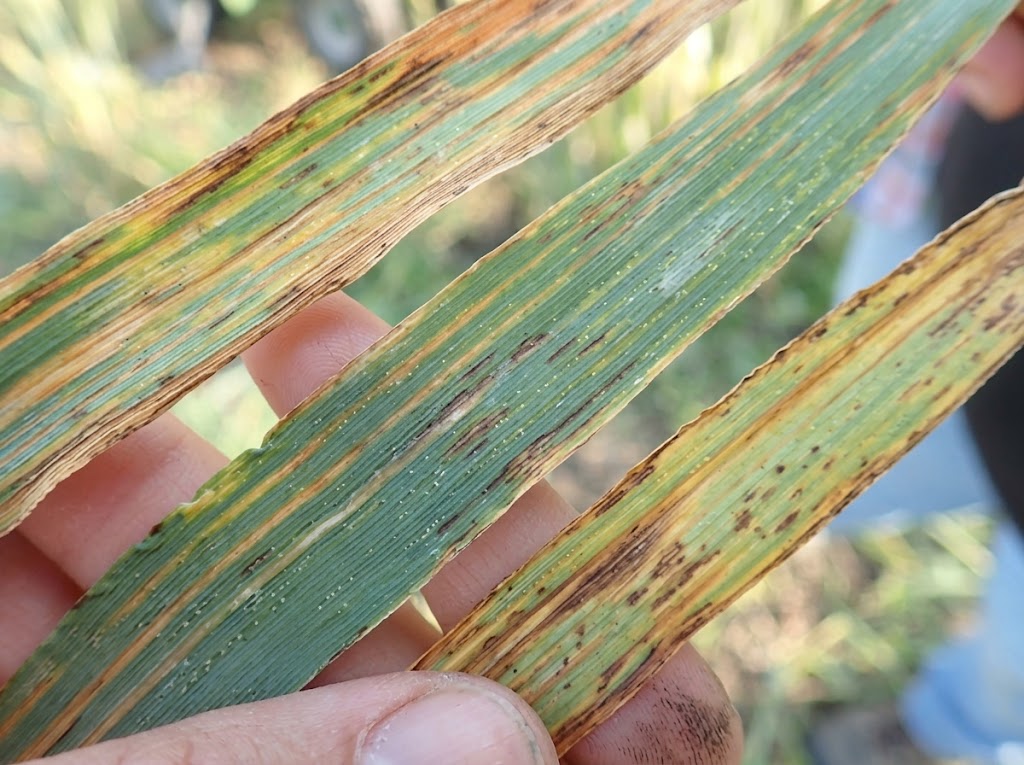 Crticavost lisca psenice - Xanthomonas campestris pv. undulosa - Slika 2