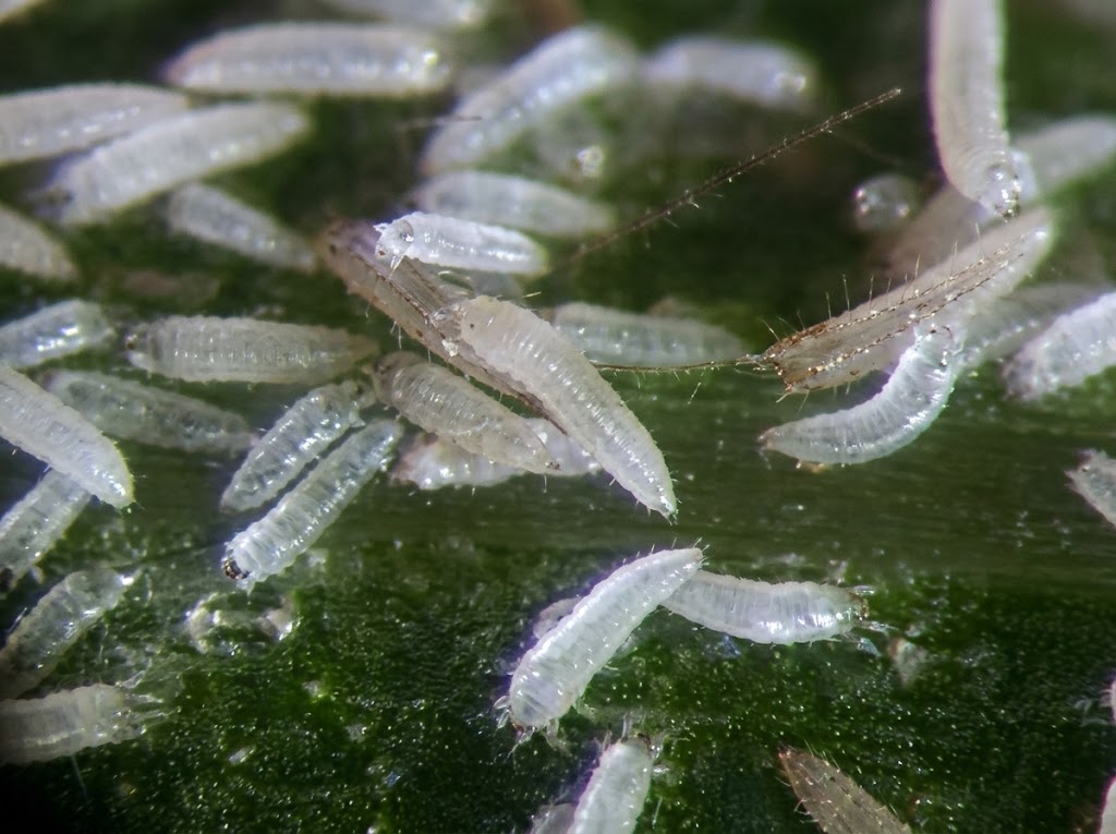 Virus crticastog mozaika psenice na strnim zitima (Wheat streak mosaic virus) - Slika 2