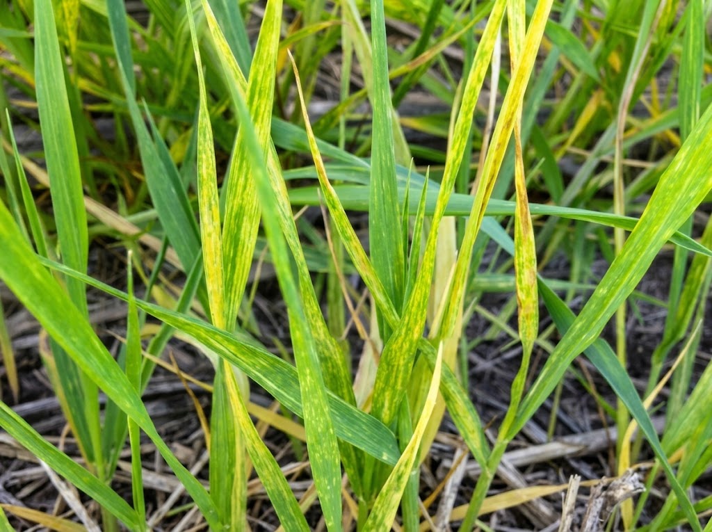 Virus crticastog mozaika psenice na strnim zitima (Wheat streak mosaic virus) - Slika 1