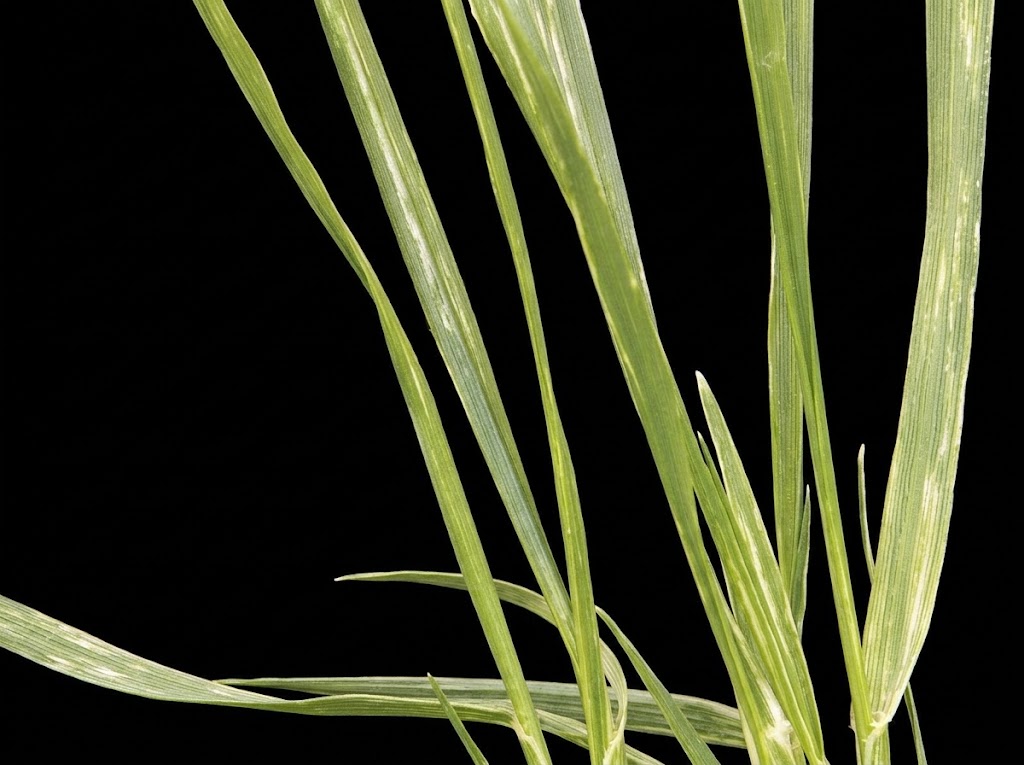 Virus mozaika bromusa na strnim zitima (Brome mosaic virus) - Slika 1