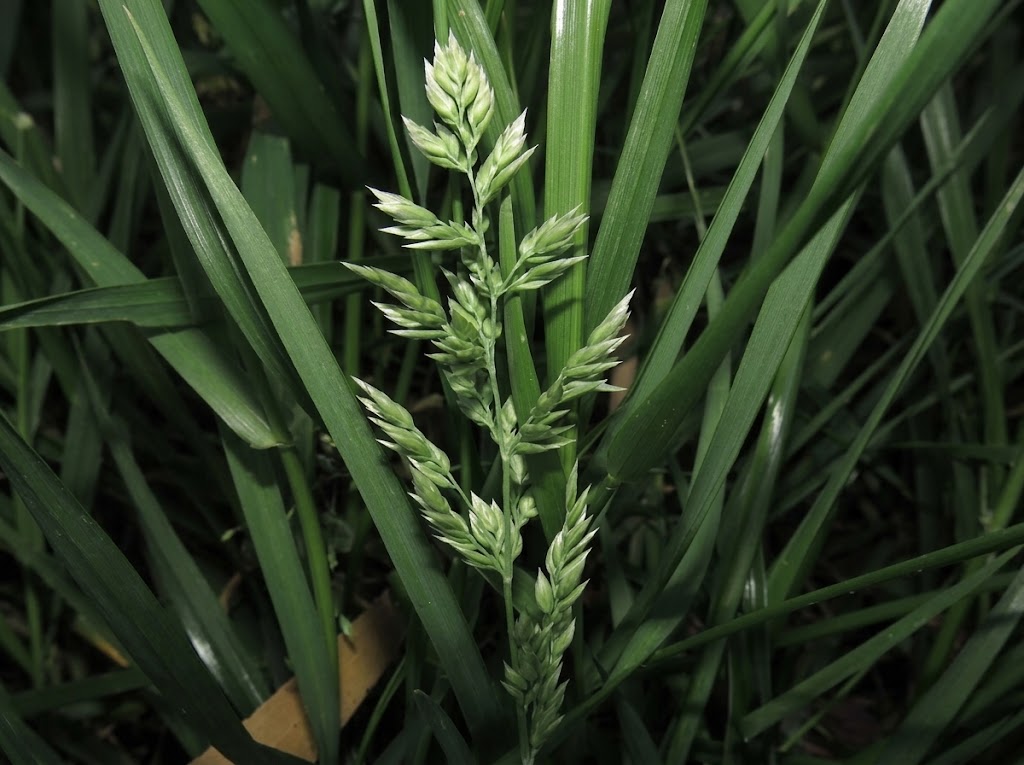 Virus mozaika bromusa na strnim zitima (Brome mosaic virus) - Slika 2