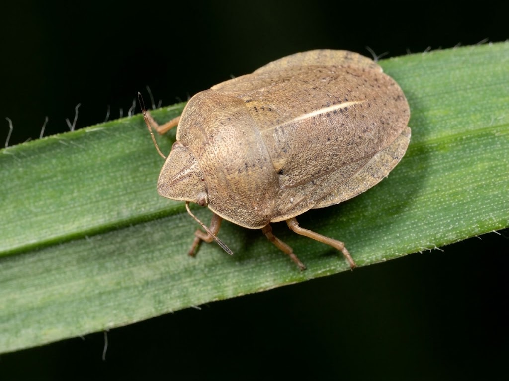 Zitna stenica - Eurygaster austriaca - Slika 1