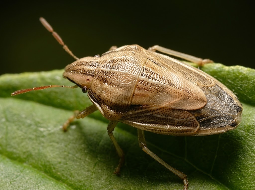 Ostroglava zitna stenica - Aelia acuminata - Slika 1