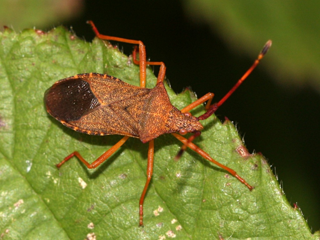 Obicna stenica - Gonocerus acuteangulatus u zitu - Slika 1