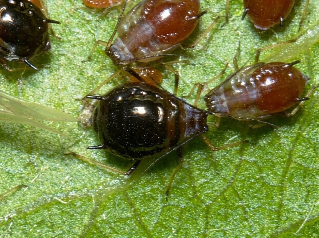 Brachycaudus persicae-niger - Crna breskvina vaš - Slika 2
