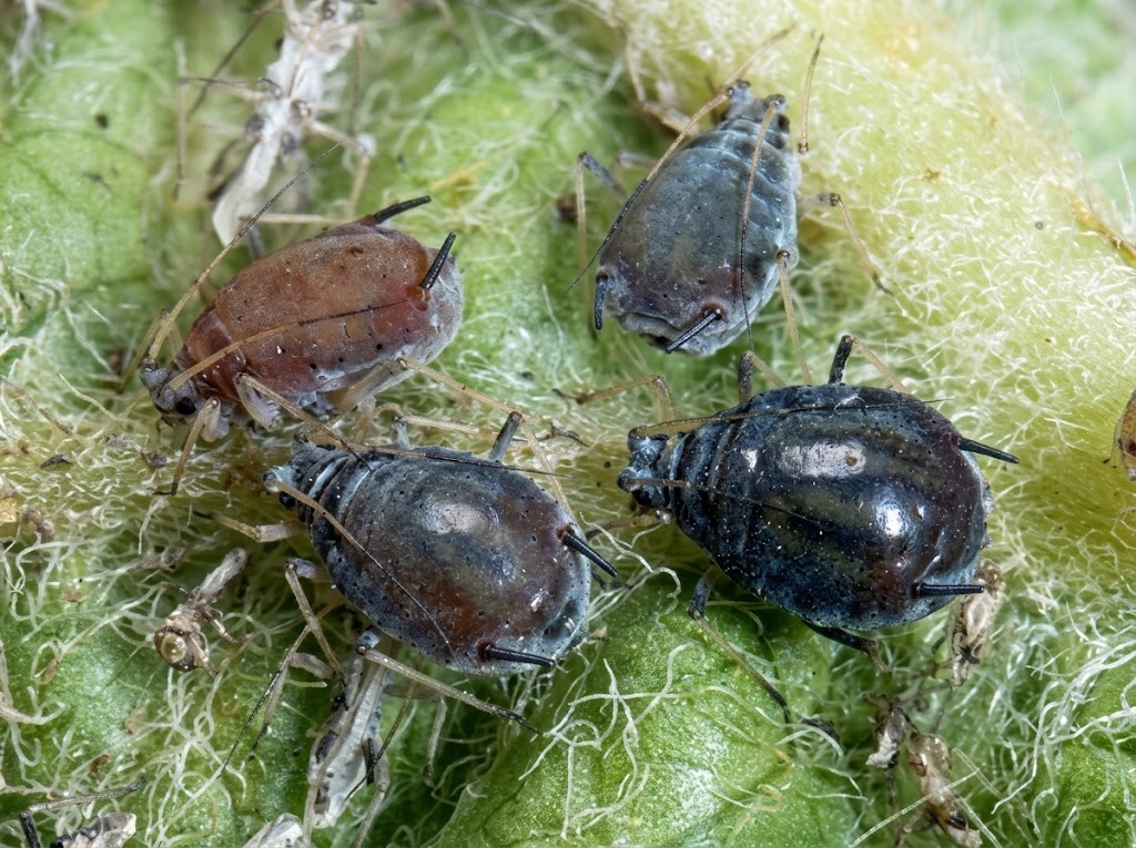 Pepeljasta jabukina vas - Dysaphis plantaginea - Slika 2
