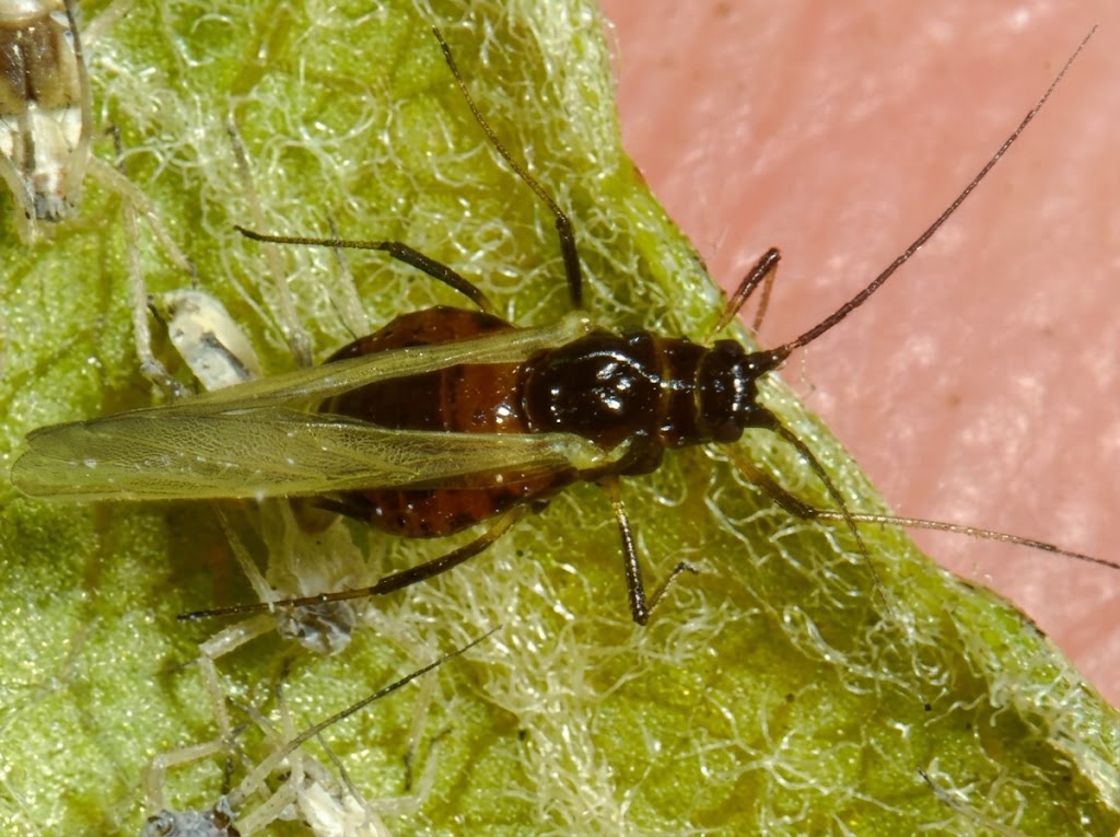 Pepeljasta jabukina vas - Dysaphis plantaginea - Slika 3