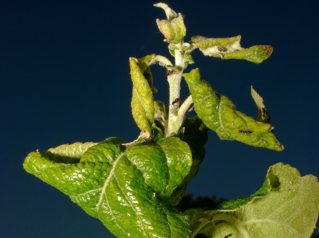 Pepeljasta jabukina vas - Dysaphis plantaginea