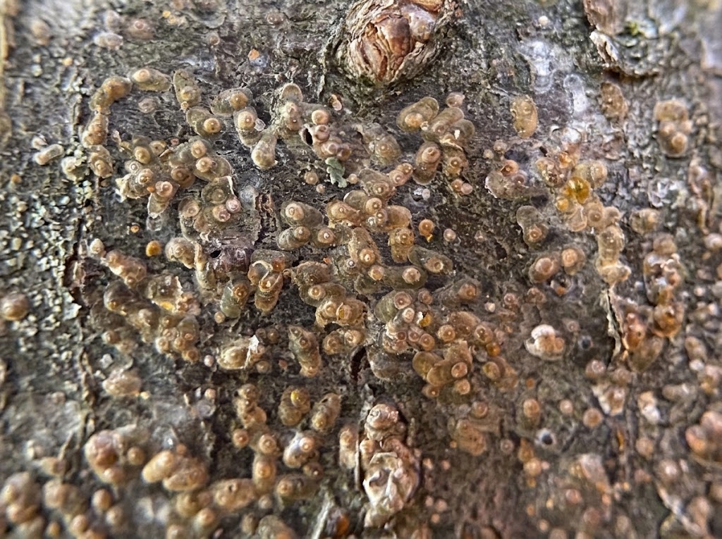 Skoljkasta stitasta vas - Quadraspidiotus ostreaeformis