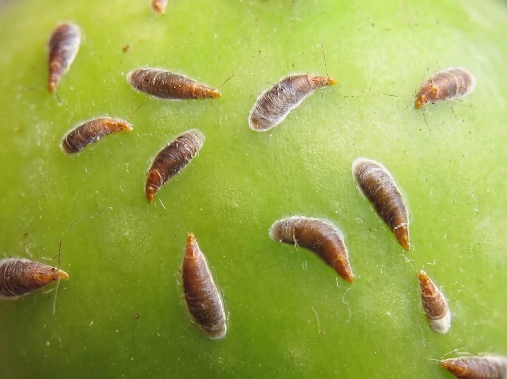 Zapetasta stitasta vas - Lepidosaphes ulmi - Slika 2