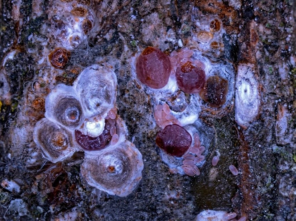 Crvena kruskina stitasta vas - Epidiaspis leperii - Slika 2