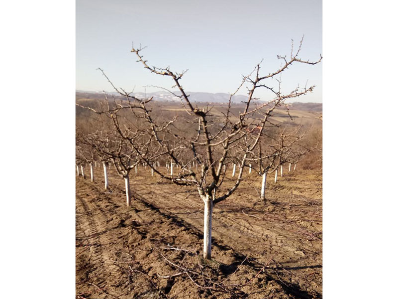 Zimsko prskanje šljive PLAVO PRSKANJE