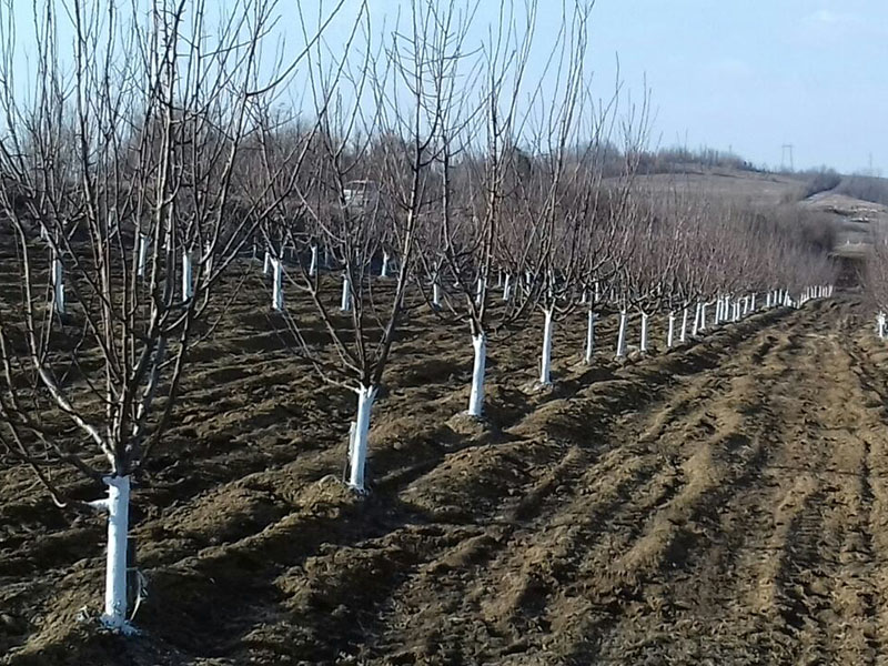 Zimsko prskanje trešnje PLAVO PRSKANJE