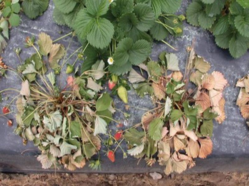 Trulez korena jagode – Phytophora fragariae