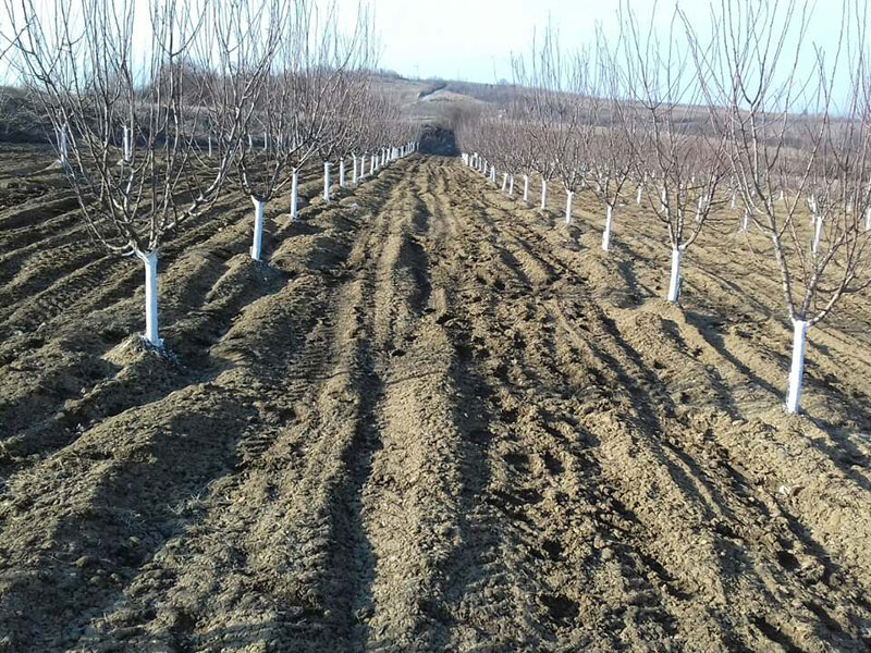 Zimsko prskanje kajsije PLAVO PRSKANJE