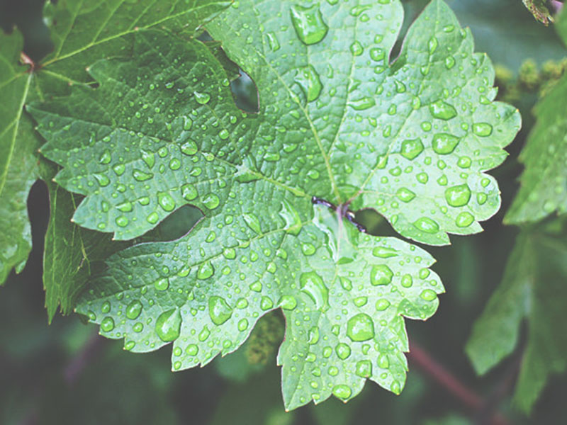 Prskati vinovu lozu protiv bolesti, pre ili posle kiše???