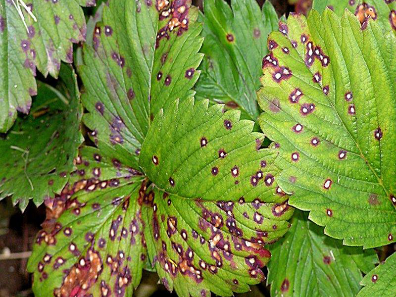 Sivopurpurna pegavost lista –Mycosphaerella fragariae - Slika 2