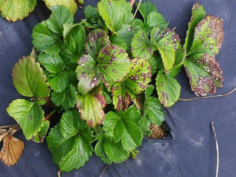 Sivopurpurna pegavost lista –Mycosphaerella fragariae - Slika 1