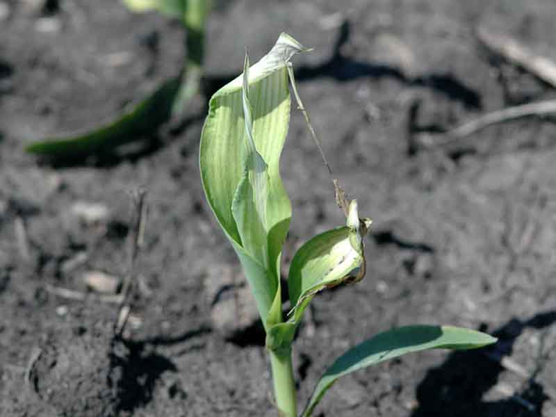 Izostavljanje tretmana herbicidima na crno – Problemi