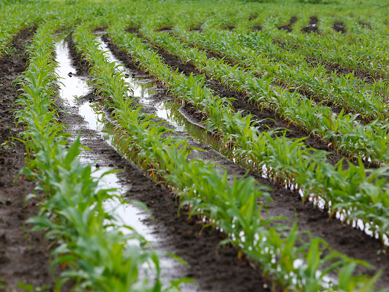 Uticaj vremenskih prilika na izbor herbicida