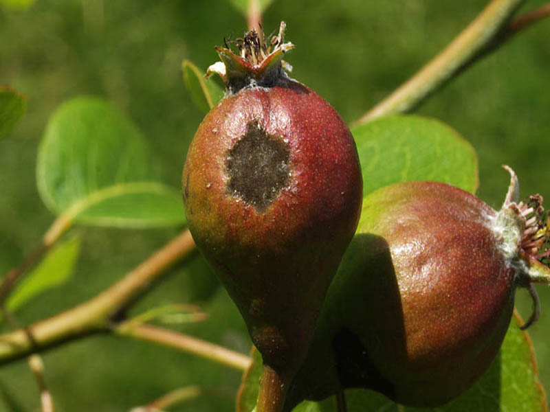 Venturia (pegavost i krastavost) kruske – Venturia pirina