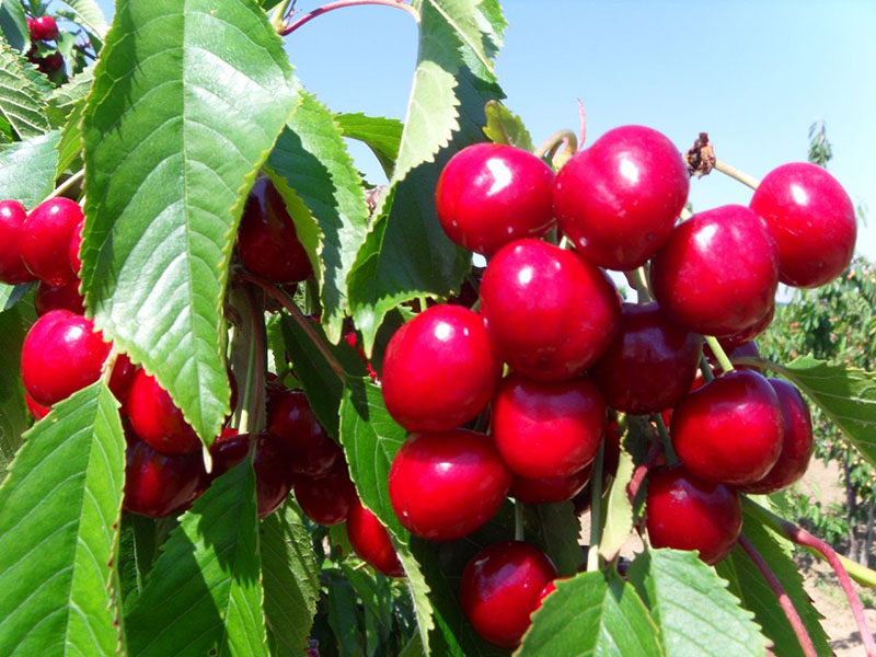 Preparat za uvećanje plodova u voćarstvu - Slika 4