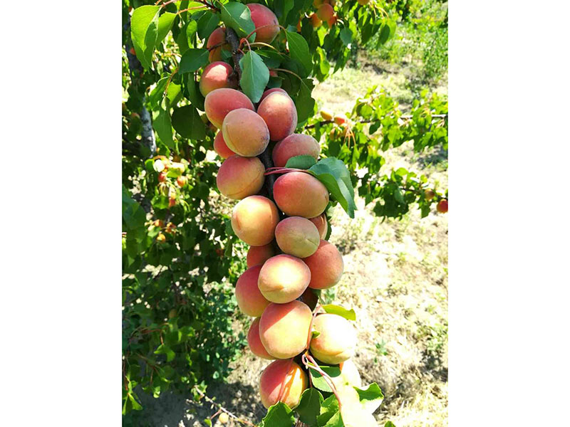 Preparat za uvećanje plodova u voćarstvu - Slika 2