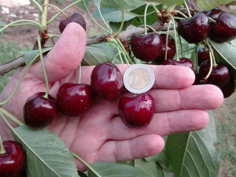 Preparat za uvećanje plodova u voćarstvu - Slika 5