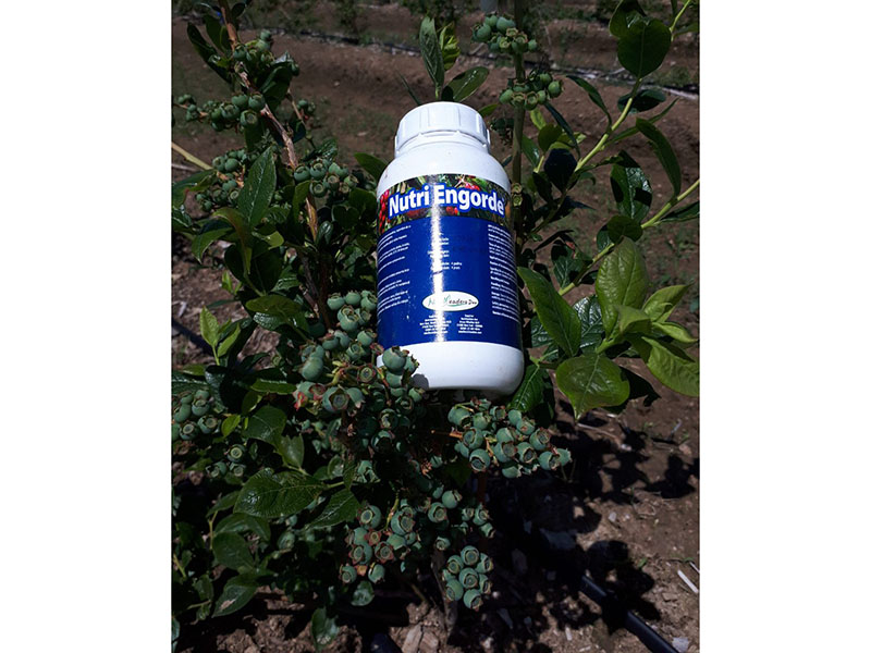 Preparat za uvećanje plodova u voćarstvu - Slika 6