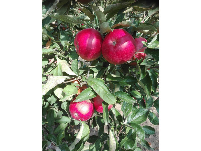 Preparat za uvećanje plodova u voćarstvu - Slika 1