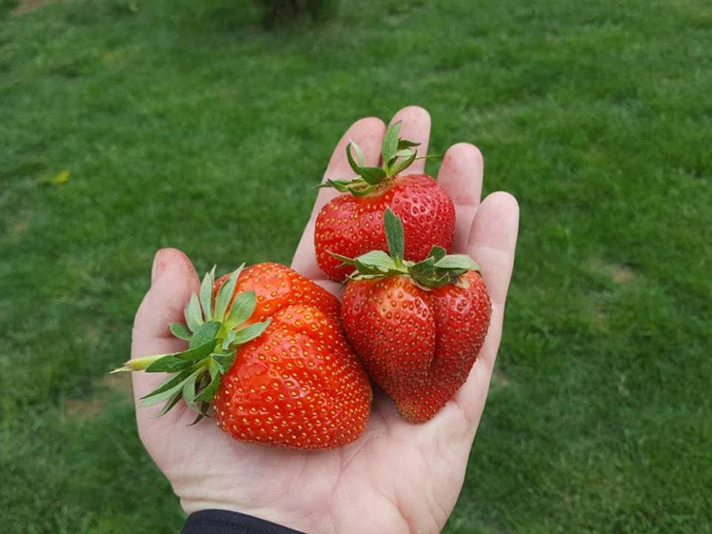 Preparat za uvećanje plodova u voćarstvu - Slika 3