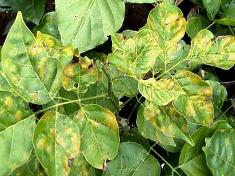Antaknoza soje - Colletotrichum dematium