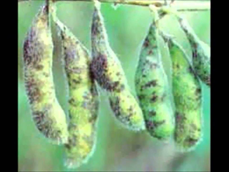 Antaknoza soje - Colletotrichum dematium - Slika 2