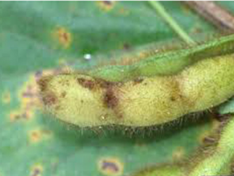 Antaknoza soje - Colletotrichum dematium - Slika 1