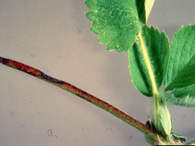 Antraknoza jagode – Colletotrichum spp - Slika 1