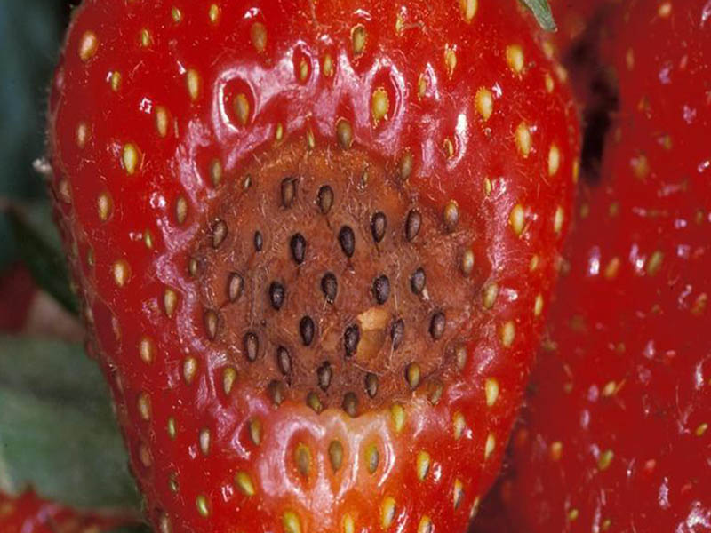 Antraknoza jagode – Colletotrichum spp