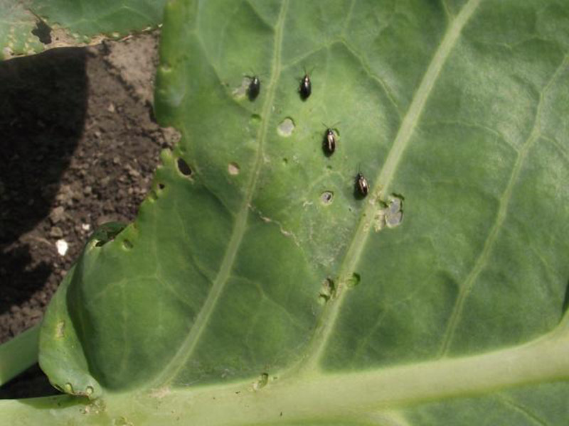 Buvači -podfamilija Halticinae - Slika 2